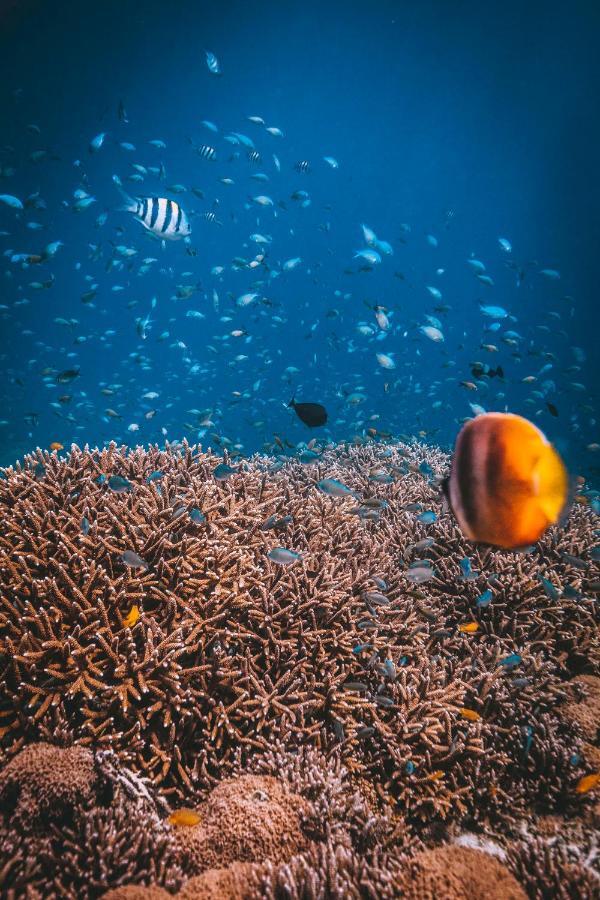 Dpm Koh Tao Diving Hotel & Bar المظهر الخارجي الصورة